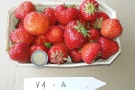 Erdbeere in der Schale mit einer 2 Euromünze zum Größenvergleich der Variante 1