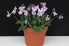 Viola odorata '27 JS'