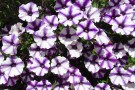 Petunia 'Violet Star' (1)