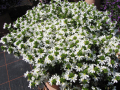 Pflanzkübel mit weiß färbenden Scaevola-Pflanzen