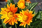 Gerbera 'Garvinea Orangina' (Florist/Agentur Böhmer)