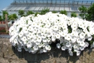 Petunia 'Sunpleasure Patio Pure White' (Grünewald)