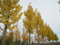 Auf einem Versuchsfeld stehen Bäume mit gelb färbend Blätter in der Reihe mit gleichmäßiger Baumkrone