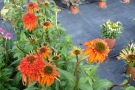 Echinacea 'Hot Papaya'