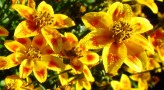 Bidens 'Beedance Painted Yellow'