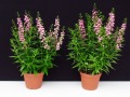 Angelonia 'Serenita Pink': Links mit EM-Strategie, rechts ohne EM-Strategie