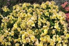 Alstroemeria 'Inticancha Sunlight' (Volmary/Nebelung)