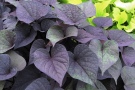 Ipomoea batatas 'Sidekick Black Heart' (Syngenta)