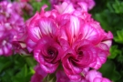 Pelargonium peltatum 'Mexica Nealit' (Elsner)