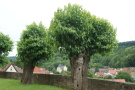 Zwei Bäume Morus mit den Blättern, Hintergrund stehen Häuser und Kirche