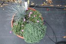 Erodium 'Bishop's Form', Sedum dasphyllum 'Rose-White' und Festuca cinerea 'Azurit'