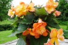 AmeriHybrid Scentiment Begonia 'Sunrise'