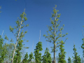 Bäume von unten nach oben sehend mit grünen Blättern auf dem Ast in der Reihe unter blauen Himmel