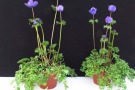 Anemone coronaria 'Animo F1 Blue' (Volmary)