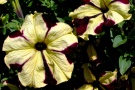 Petunia Classic 'Surprie Big Black and Yellow 52' (Dümmen)