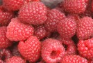 Himbeere 'Polka'
