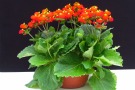 Calceolaria 'Calynopsis Orange' (Selecta)