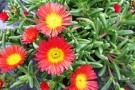 Delosperma 'Wheels of Fire Wonder'