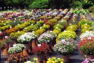 B&B Versuche 2016: Fläche-Gartenleistungsprüfung an der LWG Veitshöchheim