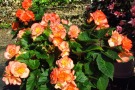 Begonia x tuberhybrida 'Fortune Salmon Bicolor'