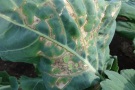 Pseudomonas syrringae und Xanthomonas campestris und Erwinia rhapontici bei Kohlrabi