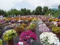 Blick auf das bunt blühende Versuchsfeld, Hintergrund Besucher