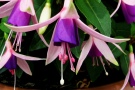 Fuchsia 'Jollie Force Calais' (Brandkamp)