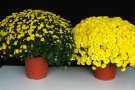 Chrysanthemen 'Golden Surfer Yellow', links Gewächshaus, rechts Freiland