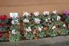 Cyclamen - Versuche Freiland 2010