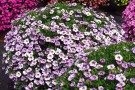 Calibrachoa 'Superbells Unique Lavender'