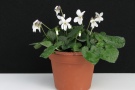 Viola odorata '23 CC'