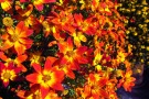 Bidens 'Beedance Painted Red' (2)