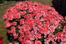 Verbena 'Lascar Mango Orange'