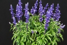 Salvia farinacea 'Sullyfun Blue Emotion' (Danziger, Bongartz, Kientzler)