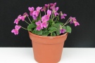 Viola odorata 'Classypink' (19 EM)