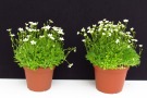 Saxifraga x arendsii 'Highlander White' (Volmary), Substrat: Primelerde von Patzer, links: 13cm Topf, rechts: 15cm Topf (Aufnahme: 25.03.2014)