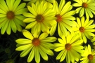 Osteospermum 'Voltage Yellow' (Florensis)