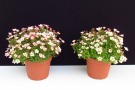 Saxifraga x arendsii 'Alpino Early Picotee' (FloriPro), Topfgröße: 15cm, links: Primelerde von Patzer, rechts: Floradur Pot Bio von Floragard (Aufnahme: 12.03.2014)