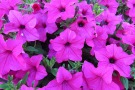 Petunia  'Surfinia Sumo Rose' (1)