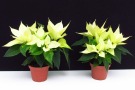 Euphorbia pulcherrima 'Christmas Beauty Lime' (Selecta), (links) SP T Perl von Patzer, (rechts) SM Poinsettia TF von Brill