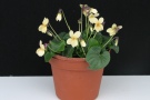 Viola odorata 'Vanillawhite' (18 AS)