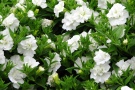 Petunia 'Blanket Double White' (Florensis)