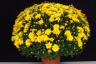 'Chelsey Yellow' (Syngenta)