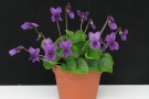 Viola odorata 'Intenseblue' (6 EL)