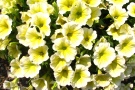 Petunia 'Surprise Yellow Twist' (Dümmen)