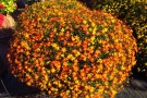 Bidens 'Beedance Painted Red'