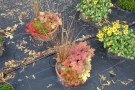 Coreopsis 'Tropical Lemonade', Heuchera 'Sorbet Tea', Carex buchananii