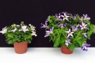 Petunia 'Crazytunia Starlight Blue': links Freilandkultur ab KW 15, rechts Normalkultur (Aufnahme: 09.05.2014)