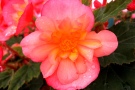 Begonia 'Waterfall Rose Yellow' (Beekenkamp)