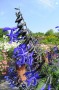 Salvia-Hybride 'Black and Bloom'